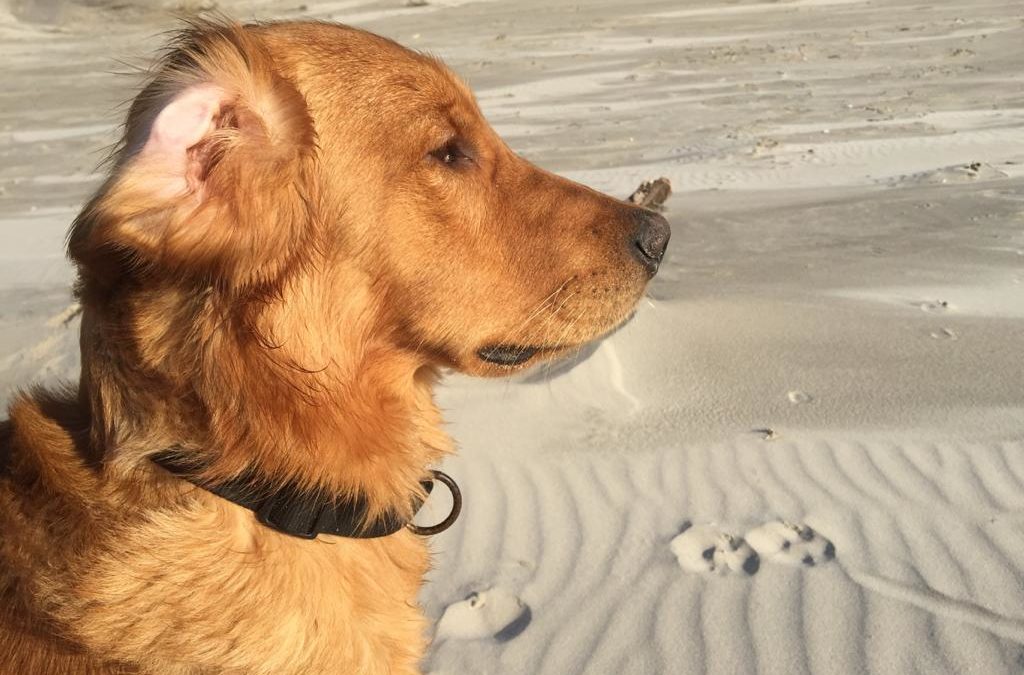 Kasimir im Urlaub