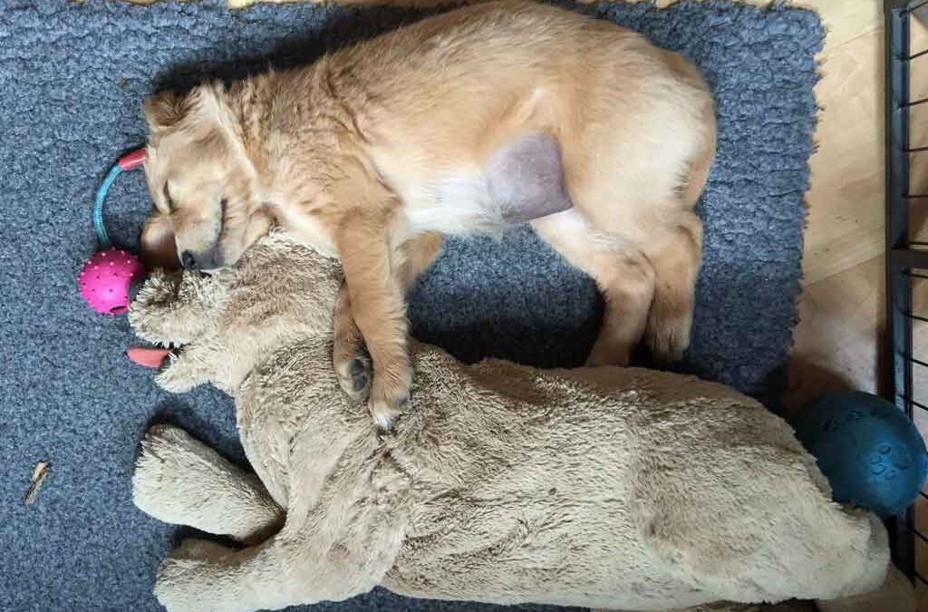 Lovely´s erster Tag im neuen Zuhause