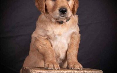 Wir dürfen vorstellen: