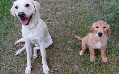 Ein GROSSES DANKESCHÖN