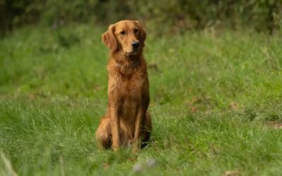 Kasimir, der Autismushelfer