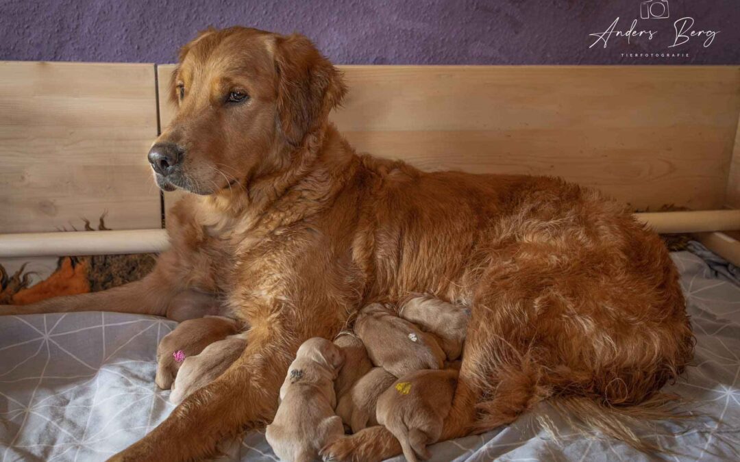 Unser nächster Assistenzhund wurde geboren: