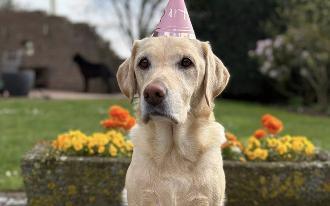 Happy Birthday, Happy!